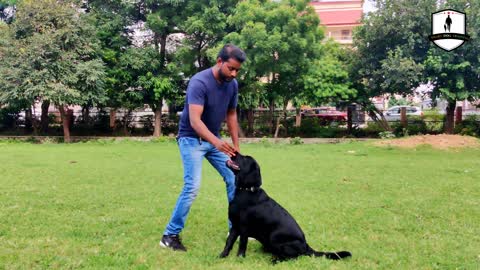 Labrador Dog Training Day 1st