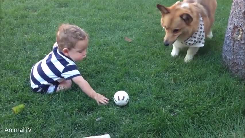 DOGS ARE THE CUTEST - CUTE FUNNY CORGI