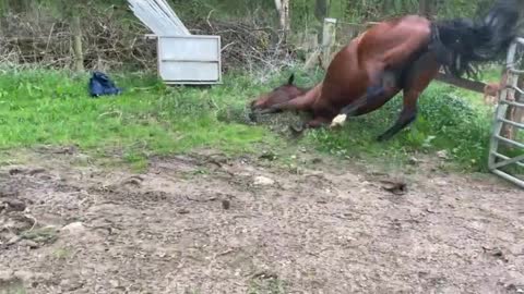 The horse fell over by itself