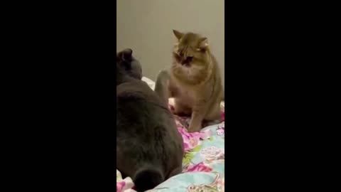 Funniest Dogs And Cats Videos _ Best Funny Animal Videos