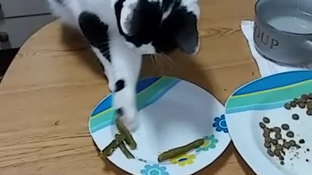 Gato comiendo judías verdes