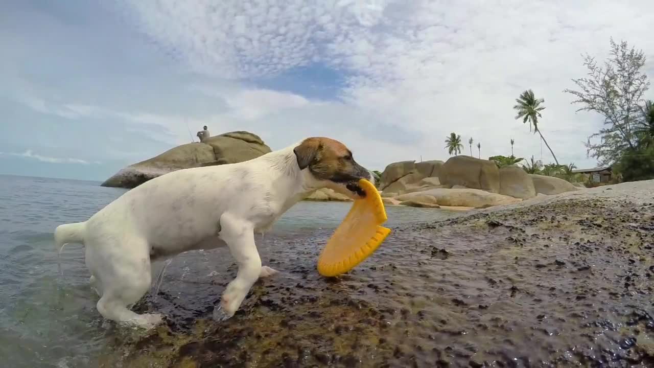 Dog playing