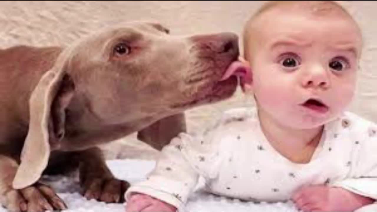 Funny baby videos playing funny pet videos 2021! cute babies