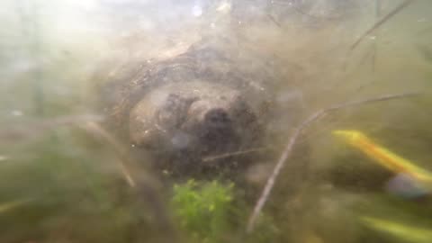 Snapping Turtle