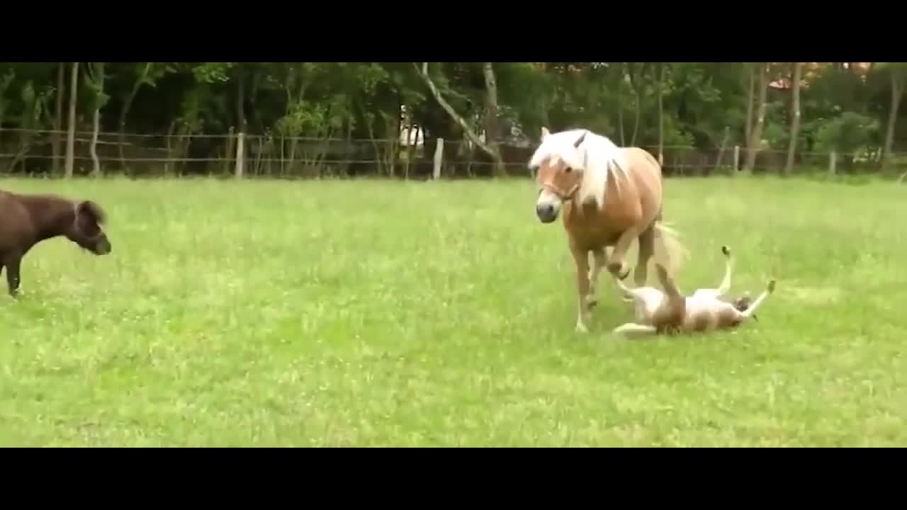 ANIMAL FAILS That are Funny