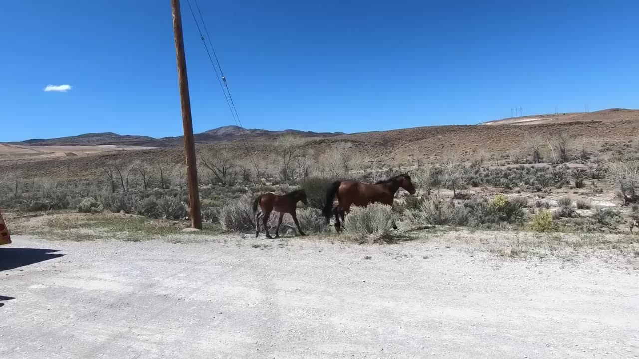 Animals Being FREED