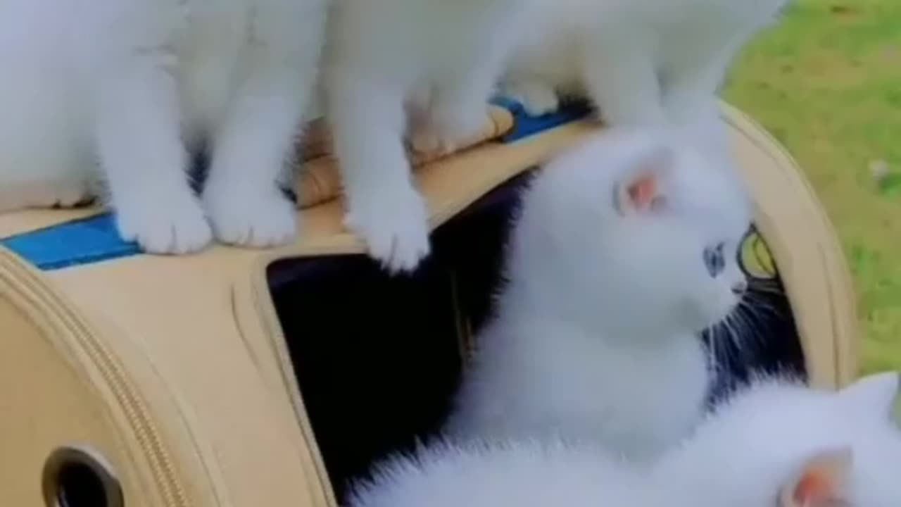 Cute cat funny animals video 🐈🐈