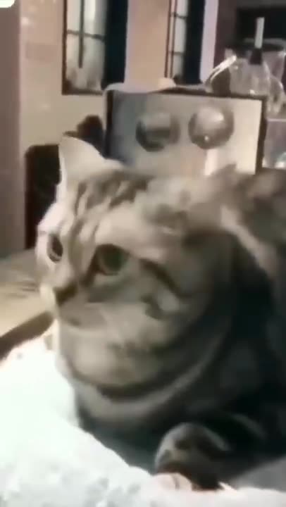 Cute Angry cat😀#shorts#trending#cute#funny