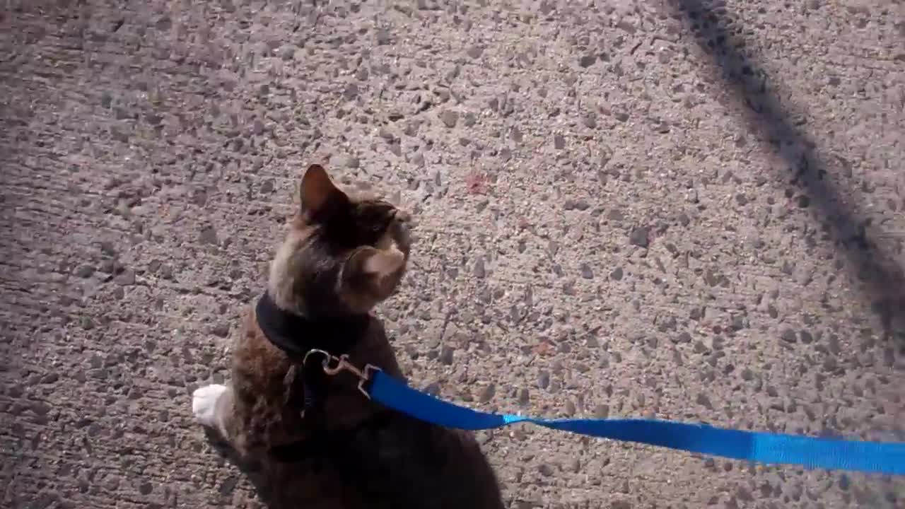 How to train your cat to walk on a leash- want to train your cat?