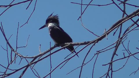 455 Belted Kingfisher