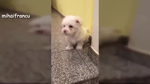 A Cute Dogs Barking!