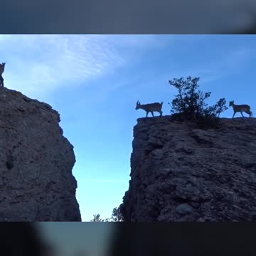 Family of Goats Jump Over Gap on Mountain😍
