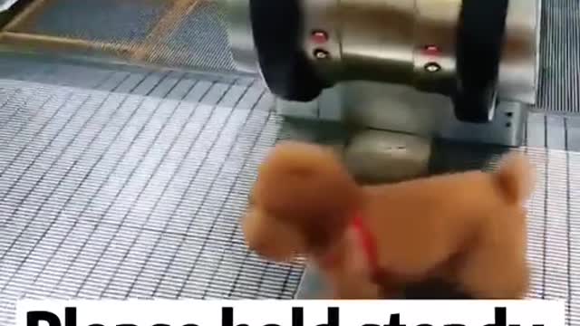 cute pet dog adorable video ❥❥❥