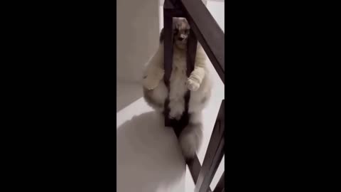 Rising Stars of Comedy 🌟 Trending Funny Dogs and Cats - Hottest Viral Pet Videos 🐾🤣