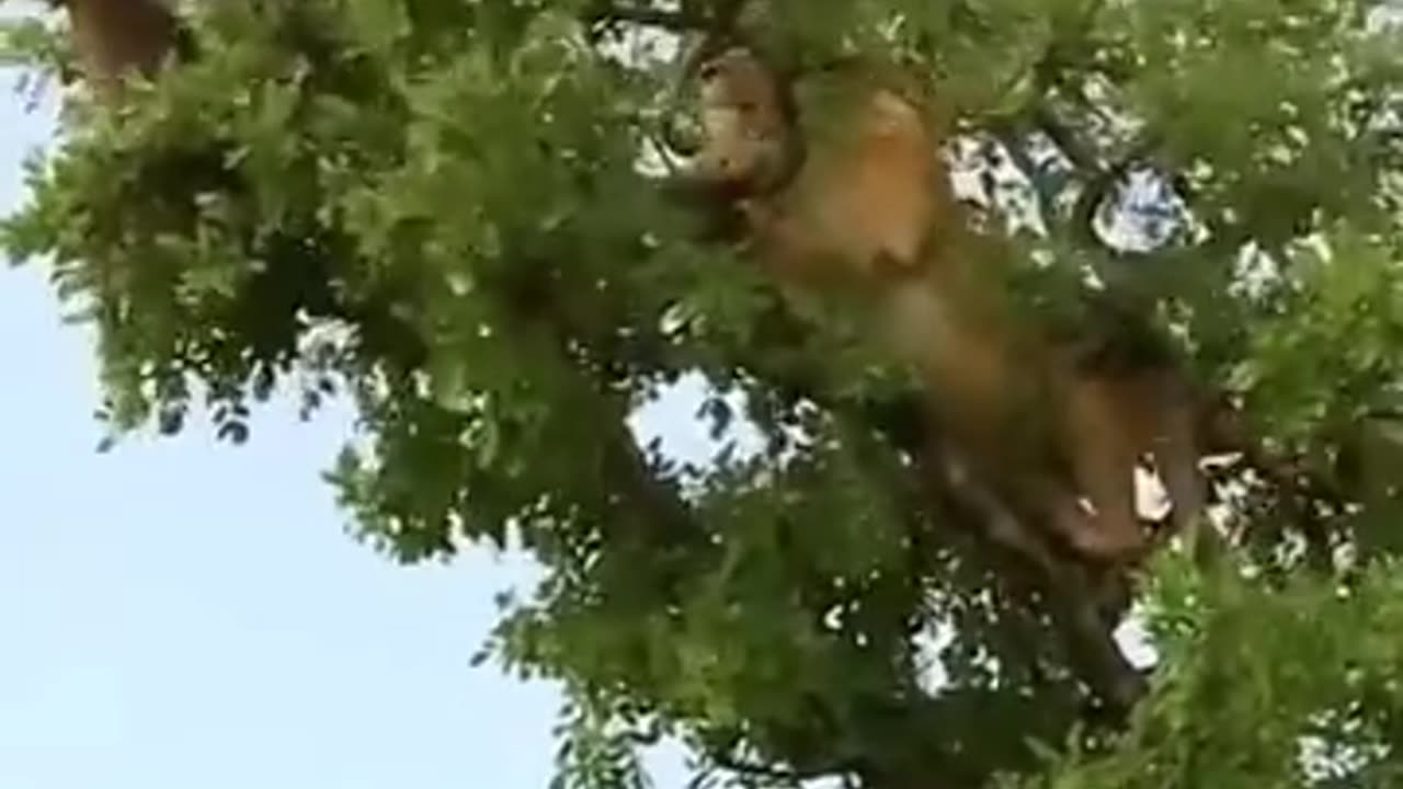 How a Lion was trying to capture Monkey at a tree, what happened at last?