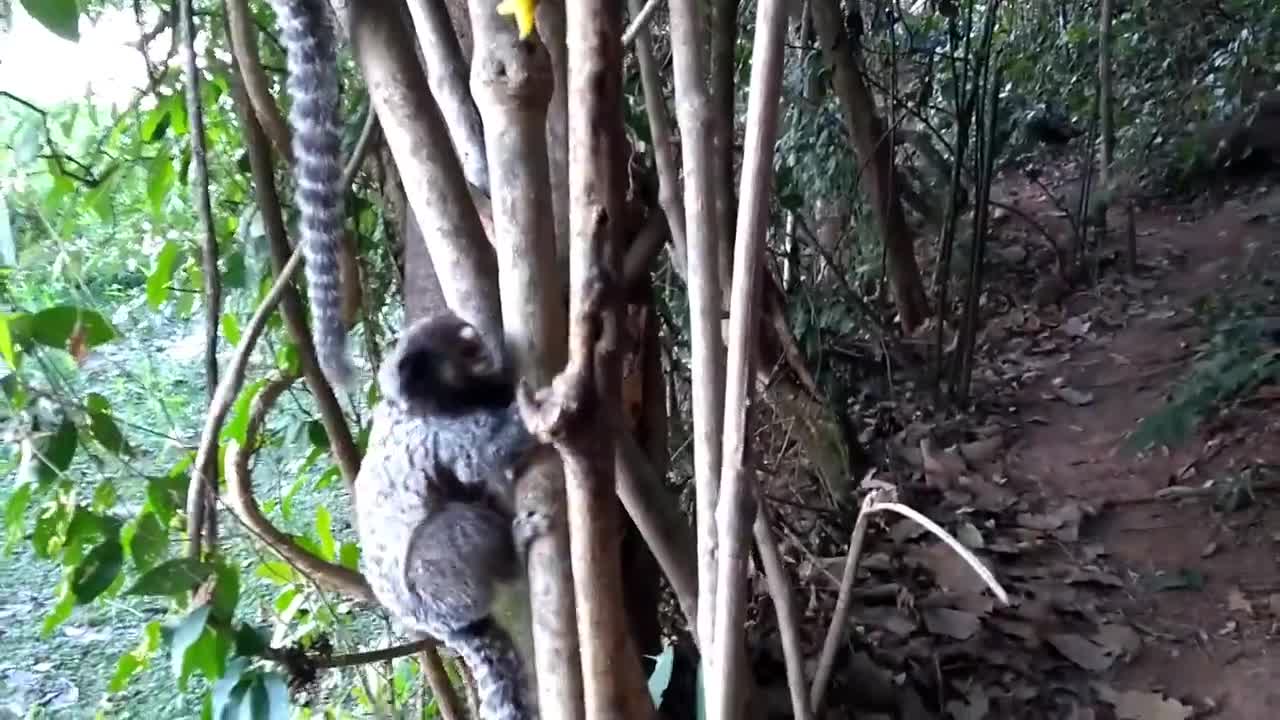 Best monkey