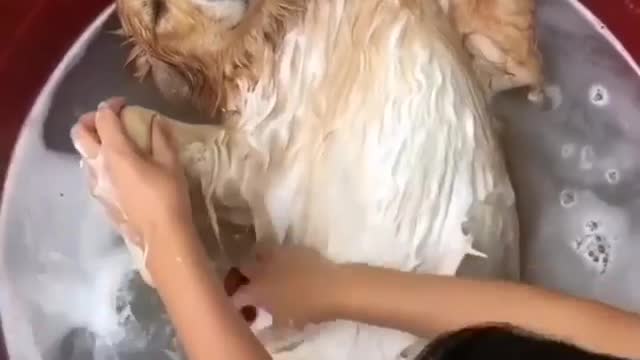 Dog relaxes in his bathroom