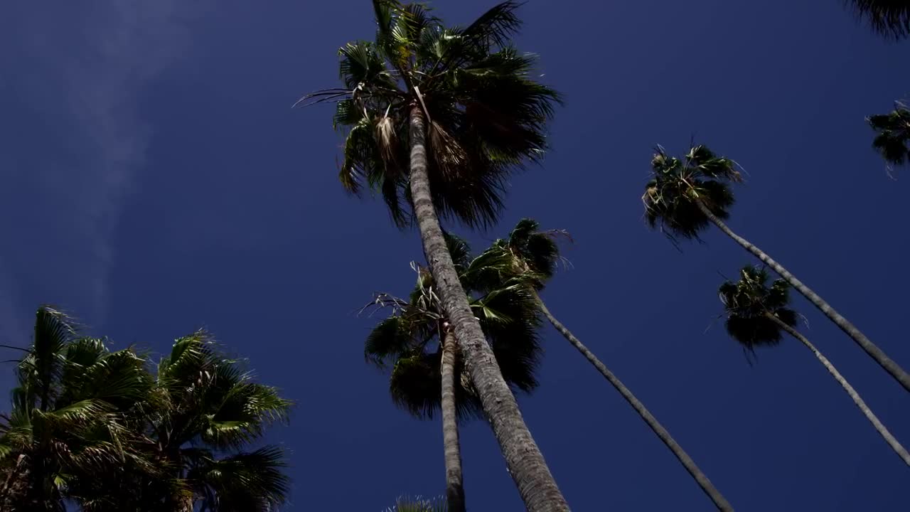 Low shot of tall palm trees and blue sky