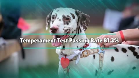 Aggressive Dalmatian - World`s Top 7th Aggressive Dog