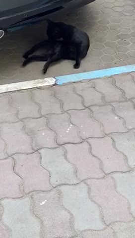 🐈‍⬛ cat with special skin