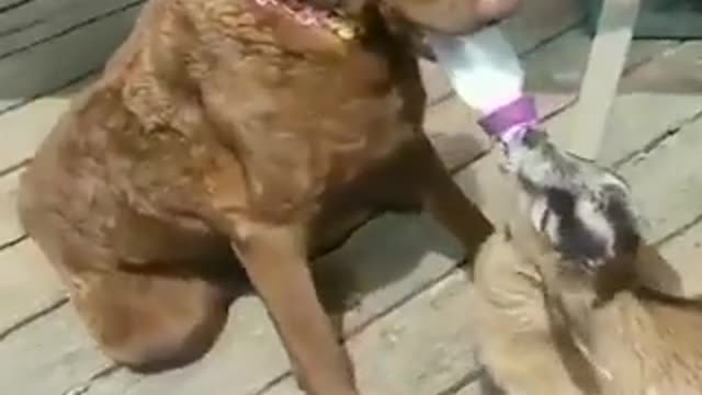 perro dándole de comer en tetero a una cabrita