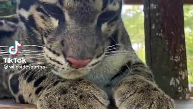 Clouded Leopard loves her scritches!