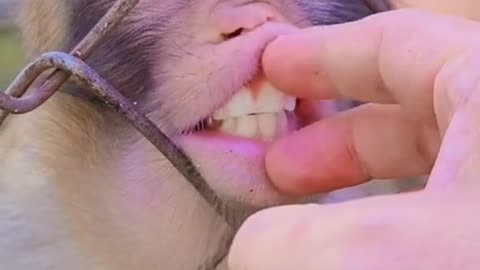 WOW! This MONKEY is SO CUTE and SWEET