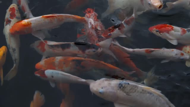 Awesome Koi fish