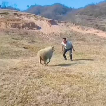 Man vs sheep competition on reverse gaer