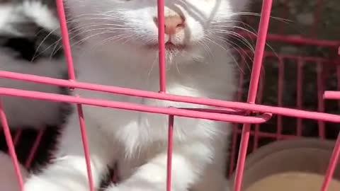 Very cute kittens and animals