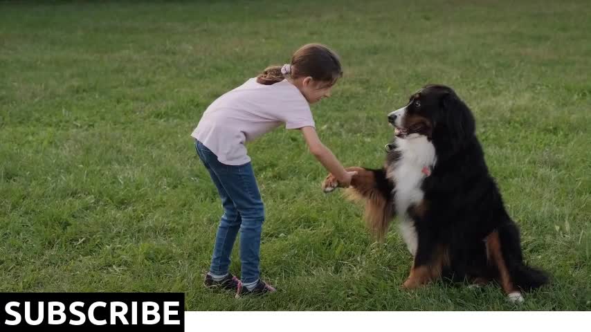 12 Little Girl Female Child Playing Tricks With Dog In Park