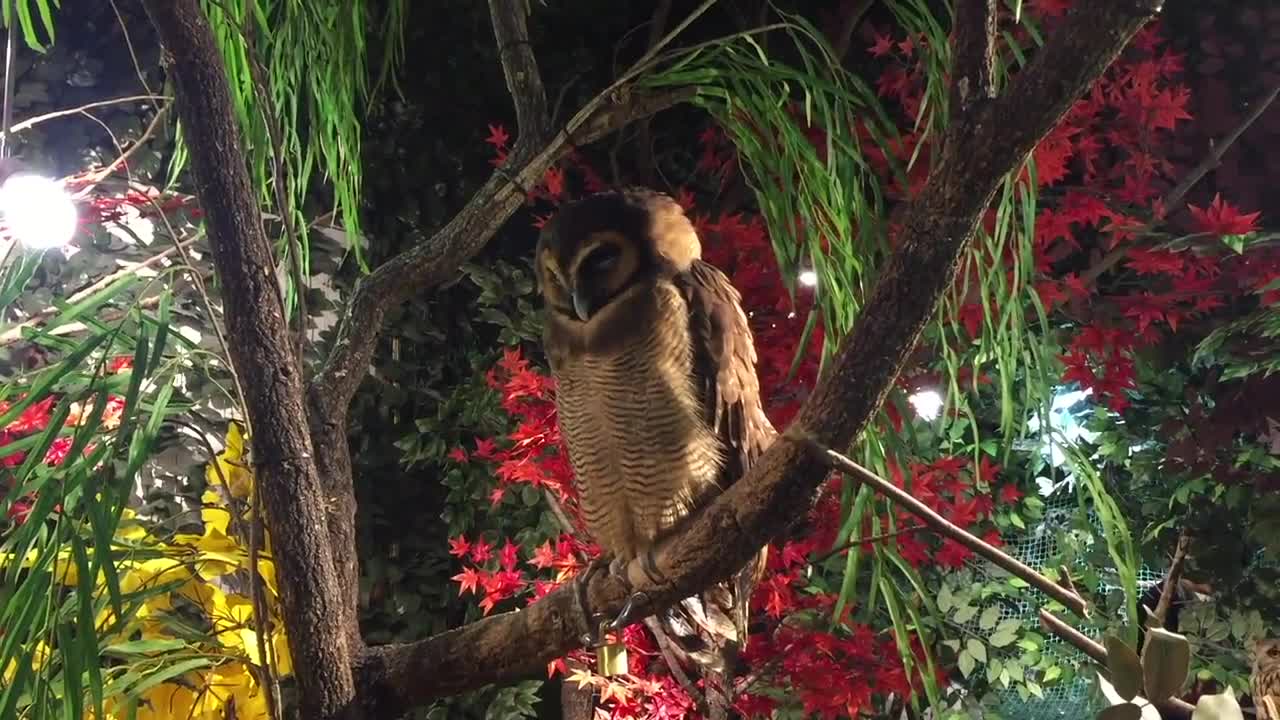 Fluffy irresistibly adorable owls