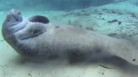 The manatee