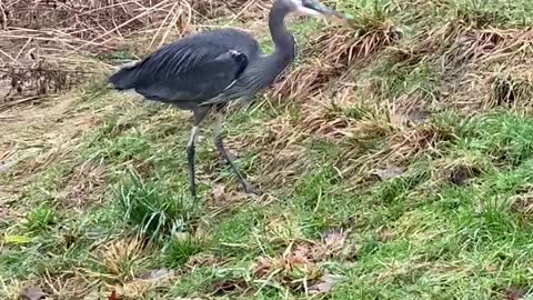 Interesting walks