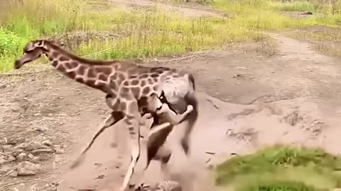 Giraffe vs Lion Animal Highlights Animal Combat Power Competition