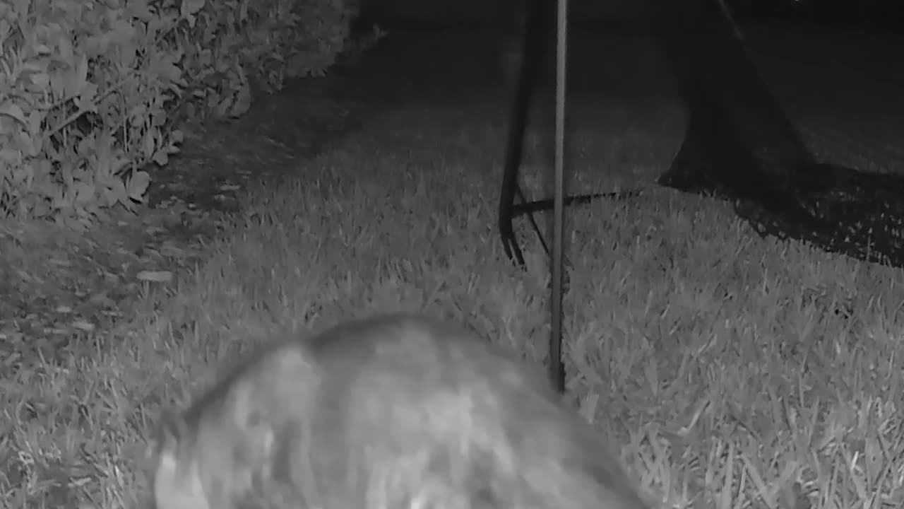 Opossum