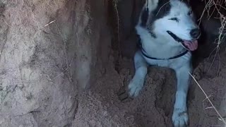 Husky favorite place