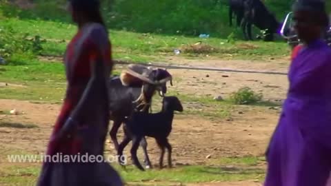 Funny animals troll compilation best animal jokes and pranks