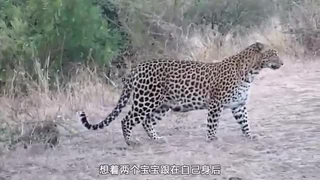 Changbai Mountain Snow Leopard