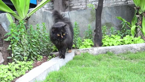 Calm your mind with cute pets [Cute Pets 2022]