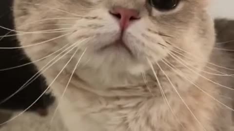 CUTE😍_AND_FUNNY😍_CAT🥺💘_#Shorts_#Cat_#Viral_#Cute_#Tiktok(720p)