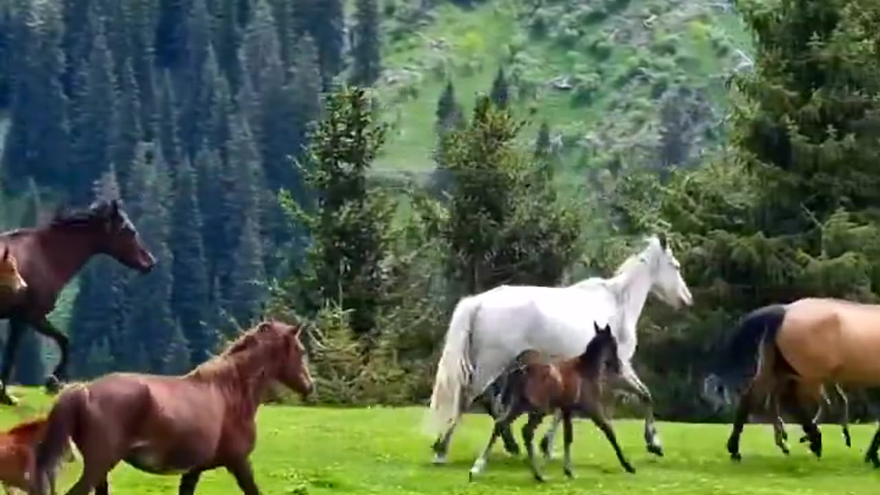 Wild horses 😍