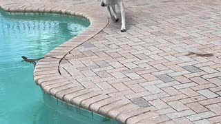 Basilisk Lizard Makes a Watery Escape