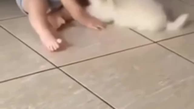 Funny Animals Videos2022😻-Funniest Cats And Dogs Videos