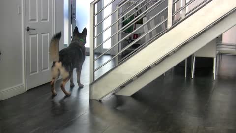 Teaching dogs to guard people and objects!