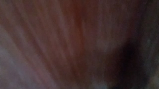 MEU GATO