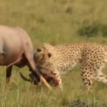 Lion_hunting_a_topi_Impala_#shorts_#cheetahvsimpala(480p)