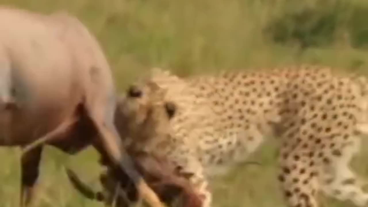 Lion_hunting_a_topi_Impala_#shorts_#cheetahvsimpala(480p)