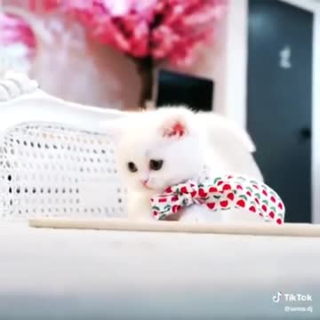 Smart quit cat what's app status 🥰🥰🥰