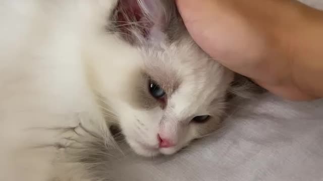Life of being a kitty